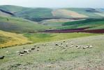 maroc berkane